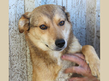 FAITH, Hund, Mischlingshund in Rumänien - Bild 1