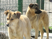 FAITH, Hund, Mischlingshund in Rumänien - Bild 10