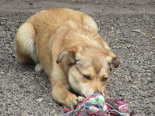 FAITH, Hund, Mischlingshund in Rumänien - Bild 11