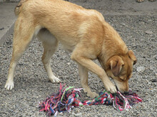 FAITH, Hund, Mischlingshund in Rumänien - Bild 12