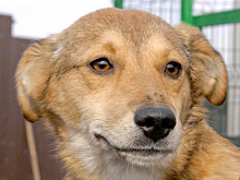 FAITH, Hund, Mischlingshund in Rumänien - Bild 13
