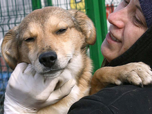 FAITH, Hund, Mischlingshund in Rumänien - Bild 14