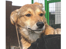 FAITH, Hund, Mischlingshund in Rumänien - Bild 15