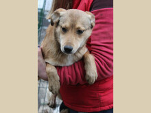 FAITH, Hund, Mischlingshund in Rumänien - Bild 16