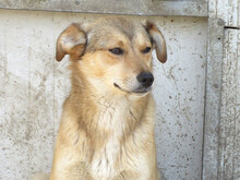 FAITH, Hund, Mischlingshund in Rumänien - Bild 2