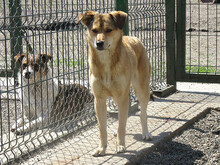 FAITH, Hund, Mischlingshund in Rumänien - Bild 4