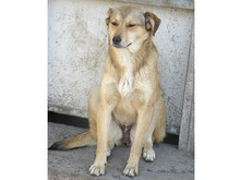 FAITH, Hund, Mischlingshund in Rumänien - Bild 6