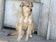 FAITH, Hund, Mischlingshund in Rumänien - Bild 8