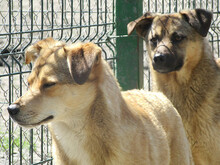 FAITH, Hund, Mischlingshund in Rumänien - Bild 9