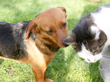 AMIKA, Hund, Mischlingshund in Ingelheim - Bild 1