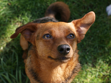 AMIKA, Hund, Mischlingshund in Ingelheim - Bild 2