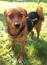 AMIKA, Hund, Mischlingshund in Ingelheim - Bild 3