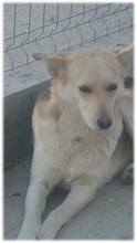 FOXY2, Hund, Mischlingshund in Rumänien - Bild 1