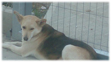 FOXY2, Hund, Mischlingshund in Rumänien - Bild 2