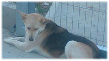 FOXY2, Hund, Mischlingshund in Rumänien - Bild 3