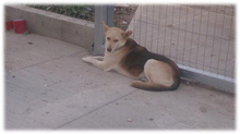 FOXY2, Hund, Mischlingshund in Rumänien - Bild 4
