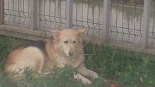FOXY2, Hund, Mischlingshund in Rumänien - Bild 6