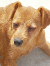 HENRY, Hund, Mischlingshund in Achim - Bild 8