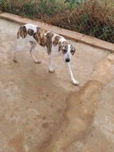 RONDA, Hund, Galgo Español-Mix in Spanien - Bild 9