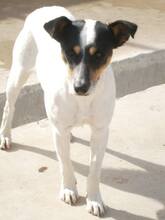 SAFIRA, Hund, Bodeguero Andaluz in Spanien - Bild 10