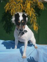 SAFIRA, Hund, Bodeguero Andaluz in Spanien - Bild 2