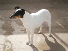 SAFIRA, Hund, Bodeguero Andaluz in Spanien - Bild 8