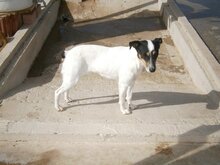 SAFIRA, Hund, Bodeguero Andaluz in Spanien - Bild 9