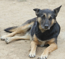ASTRA, Hund, Deutscher Schäferhund in Rumänien - Bild 1