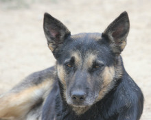 ASTRA, Hund, Deutscher Schäferhund in Rumänien - Bild 2