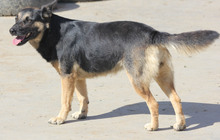 ASTRA, Hund, Deutscher Schäferhund in Rumänien - Bild 3