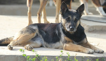 ASTRA, Hund, Deutscher Schäferhund in Rumänien - Bild 4