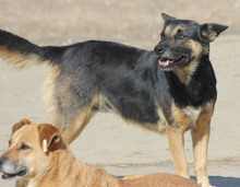 ASTRA, Hund, Deutscher Schäferhund in Rumänien - Bild 5