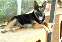 ASTRA, Hund, Deutscher Schäferhund in Rumänien - Bild 6