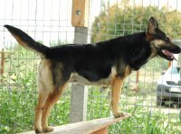 ASTRA, Hund, Deutscher Schäferhund in Rumänien - Bild 7