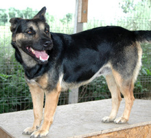 ASTRA, Hund, Deutscher Schäferhund in Rumänien - Bild 8