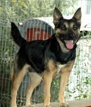 ASTRA, Hund, Deutscher Schäferhund in Rumänien - Bild 9