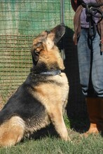 SANSA, Hund, Deutscher Schäferhund in Italien - Bild 4