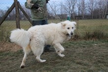 MAXI, Hund, Kuvasz in Ungarn - Bild 1