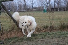 MAXI, Hund, Kuvasz in Ungarn - Bild 3