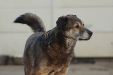 ARNI, Hund, Mischlingshund in Berlin - Bild 1