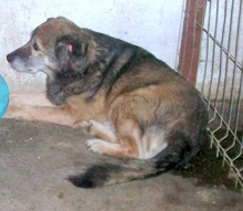 ARNI, Hund, Mischlingshund in Berlin - Bild 6