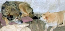 ARNI, Hund, Mischlingshund in Berlin - Bild 8