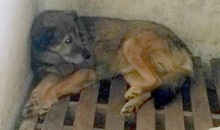 ARNI, Hund, Mischlingshund in Berlin - Bild 9