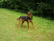 LALUS, Hund, Mischlingshund in Ritterhude - Bild 1