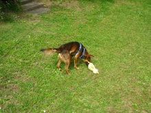 LALUS, Hund, Mischlingshund in Ritterhude - Bild 5