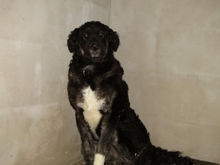 NORMA, Hund, Mischlingshund in Ungarn - Bild 3