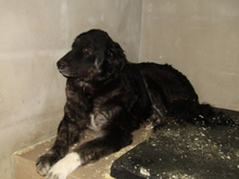 NORMA, Hund, Mischlingshund in Ungarn - Bild 5
