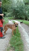 IVO, Hund, Rhodesian Ridgeback in Spanien - Bild 10