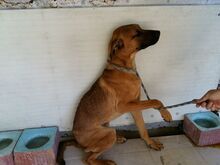 IVO, Hund, Rhodesian Ridgeback in Spanien - Bild 3