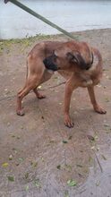 IVO, Hund, Rhodesian Ridgeback in Spanien - Bild 7